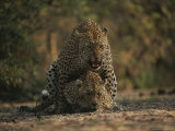 Pair of Leopards Mating