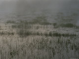 Marshlands in the Mist