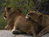 Pair of Lions  Panthera Leo  Rest on a Rock Under a Tree