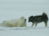 Polar Bear Lolls on His Back While a Husky Looks On