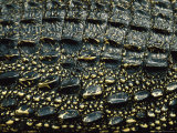 Close View of the Dorsal Skin and Scales of a Cuban Crocodile