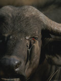 An Oxpecker Removes Parasites From the Face of a Cape Buffalo