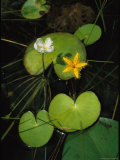 Heart-Shaped Water Lily Leaves and Delicate Blossoms