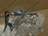 Barn Swallow Mother Feeds Her Young