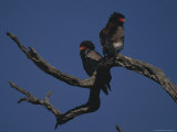 Pair of Bateleur Eagles Perch on a Dead Tree Limb