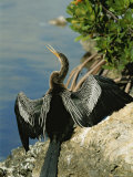 An American Anhinga Flaps Its Wings