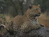 An Alert Leopard Rests on a Fallen Tree Trunk