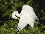 Great Egret Preens Its Feathers
