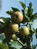 Close View of an Apple Tree Branch Laden with Fruit
