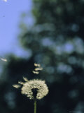 Sunlight Catches Wind-Blown Dandelion Seeds as They Fly From the Stem