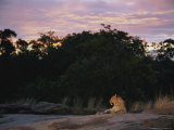 An Alert Leopard Rests on a Large Rock at Twilight