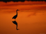 Silhouette of a Great Blue Heron Standing in the Water at Twilight
