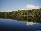 Tree-Lined Shore Along a Canal in the Everglades