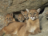 Mountain Lion Mother with Her Young Sits at the Mouth of a Cave