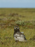 Snowy Owl Sits in a Field