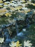 Autumn Foliage Floats Upon the Surface of a Creek