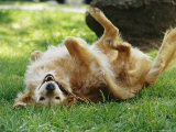 Golden Retriever Named Teddy Rolling Around Playfully