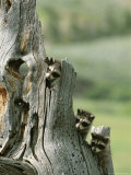 Group of Young Racoons Peer Out From Behind a Tree Stump
