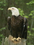 An American Bald Eagle Perches Atop a Tree Stump