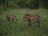 Pair of Leopards Walk Through Green Grass