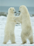 Pair of Polar Bears Engage in a Sparring Match
