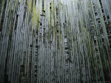 Weathered Wood Ruins on the Dungeoness Estate