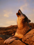 Howling Gray Wolf in the Desert
