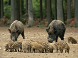 Group of Young Wild Boars Nose the Ground in Front of Two Adults