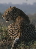 View From Behind of a Resting Leopard