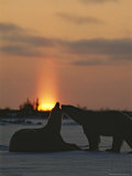 Pair of Polar Bears at Sunset