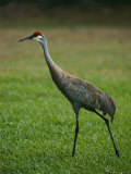 Portrait of a Sandhill Crane Strutting Through a Grassy Field