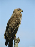Tawny Eagle Sits Atop a Tree Limb