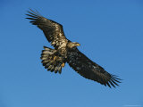 An American Bald Eagle in Flight