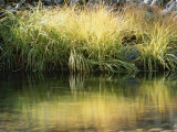 Sunbeams Light a Clump of Wild Grass Along the Water's Edge