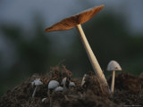 Cluster of Mushrooms Work Breaking Down Plant Matter