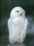 Snowy Owl Perches Atop a Rock
