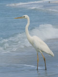 Great Blue Heron  White Morph  Florida