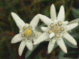Close View of an Edelweiss Flower