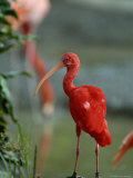 Scarlet Ibis Perches on a Rock