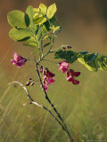 Catkins Or Seeds on a Small Sapling