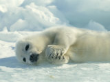 Harp Seal Pup Lies on Its Side on the Ice
