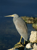 Tricolored Heron Perches on a Rock Overlooking the Water