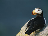 Puffin Perches on a Rock Overlooking the Water