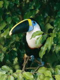 Colorful Cuviers Toucan Sitting in a Fig Tree