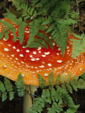 Mushrooms  Anchorage  Alaska