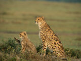Mother Cheetah and Her Young Look Out onto the Landscape