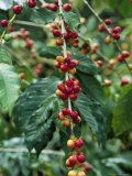 Close View of Coffee Berries