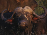 Close View of a Cape Buffalo in the Late Afternoon