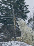 Polar Bear Eats the Bark Off of a Tree in a Snowy Landscape