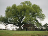 Old Log Cabin Under a Large Tree